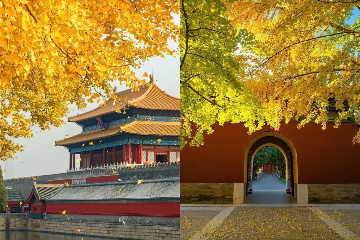 Tử Cấm Thành Bắc Kinh mùa thu
