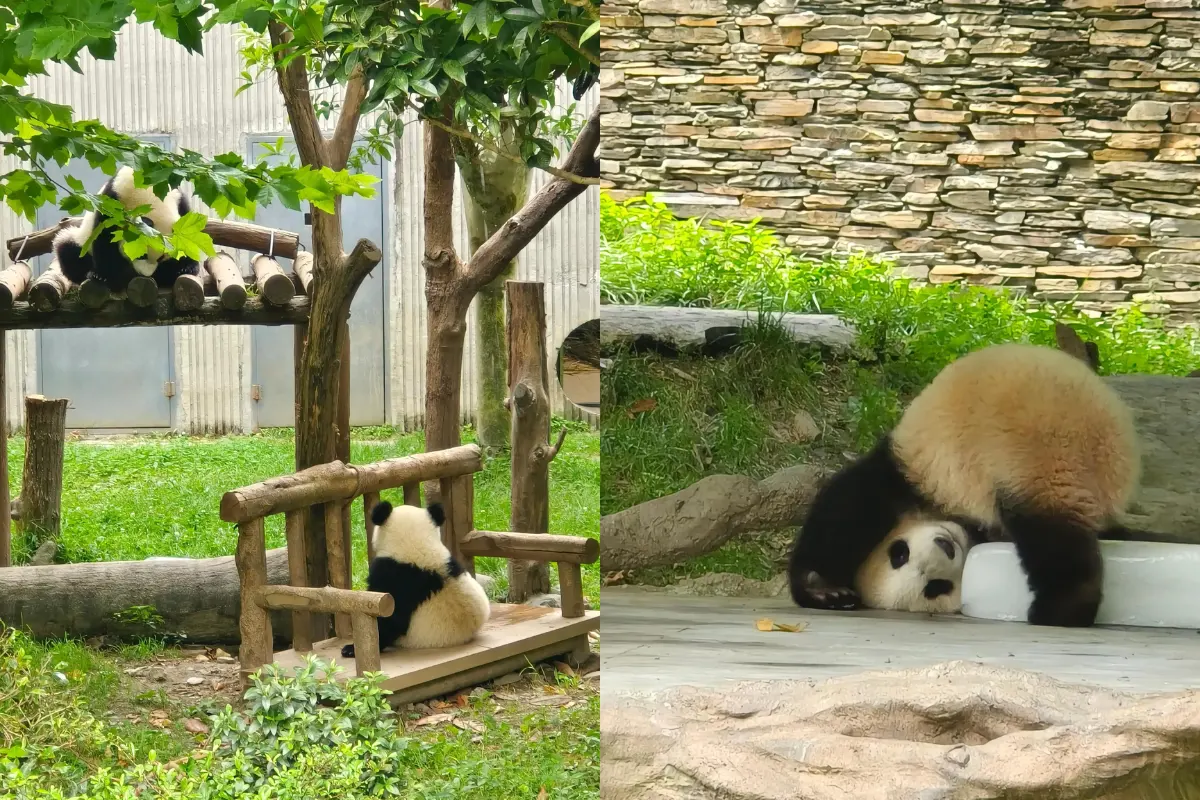 Công viên gấu trúc Thành Đô địa điểm du lịch nổi tiếng ở Trung Quốc