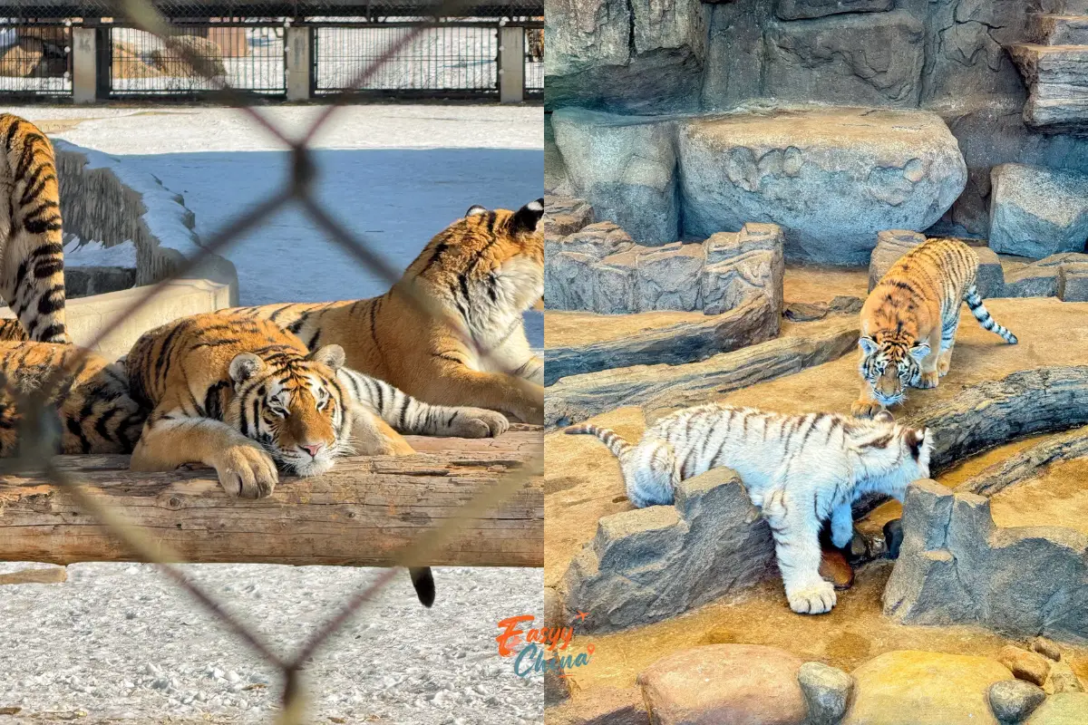 Tham quan Siberian Tiger Park du lịch Cáp Nhĩ Tân