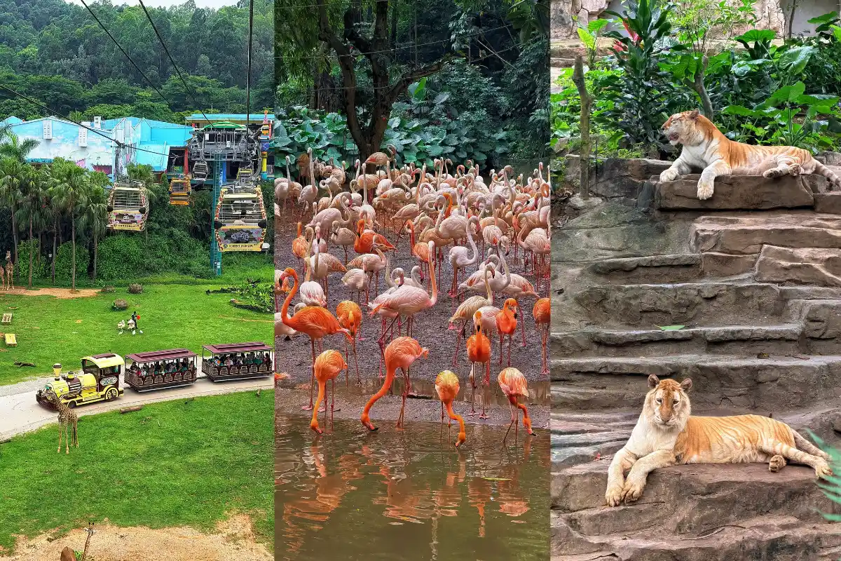 Safari Park du lịch Thâm Quyến có gì