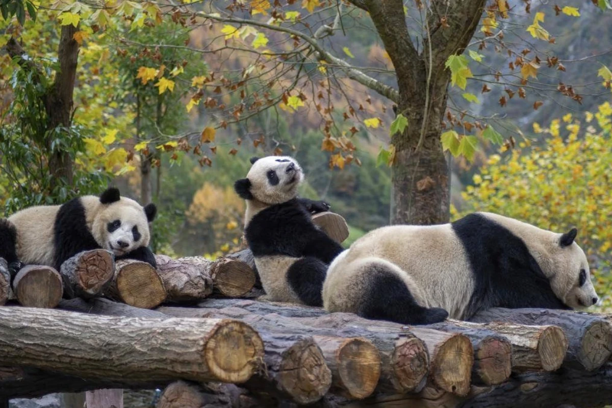 Khu bảo tồn gấu trúc Thành Đô