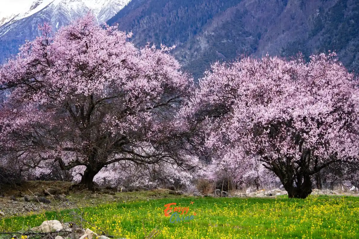 Mùa xuân đẹp đi du lịch Tây Tạng