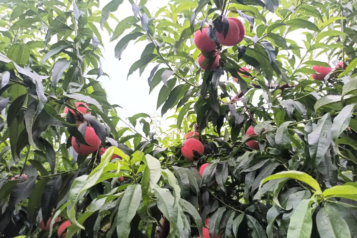Đào mật Xương Bình