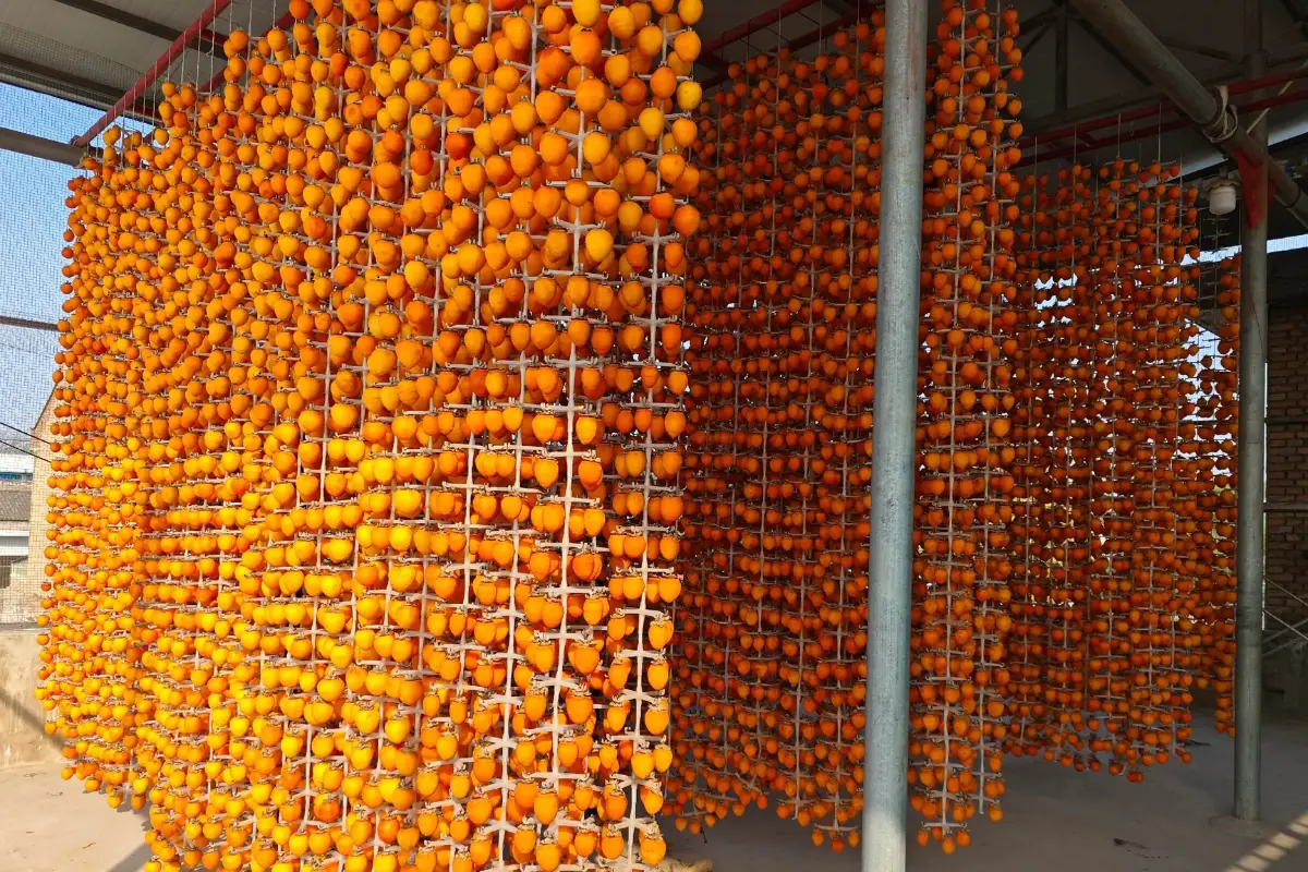 Hồng treo gió Xương Bình